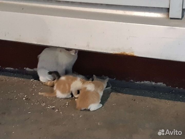 Кошка и котята на дороге