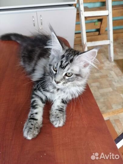 Котята мейн-кун