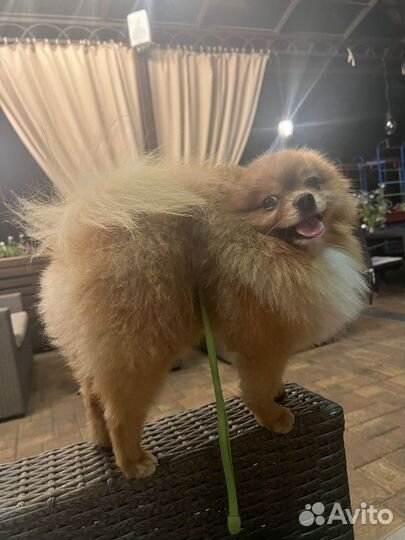 Померанский шпиц мини