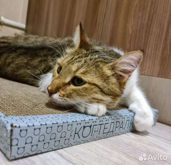 Кот Василий. Кастрирован