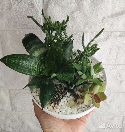 Наборы суккулентов, суккулентный садик, флорариум