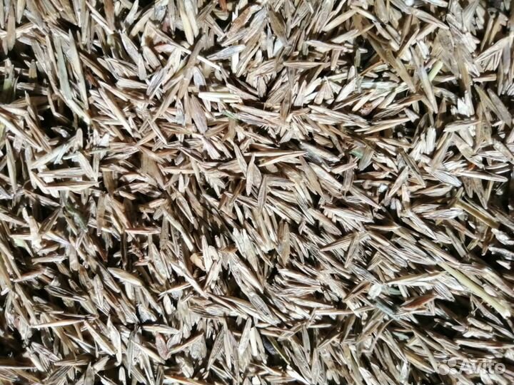 Семена костра