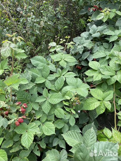 Продам элитные саженцы ежевики