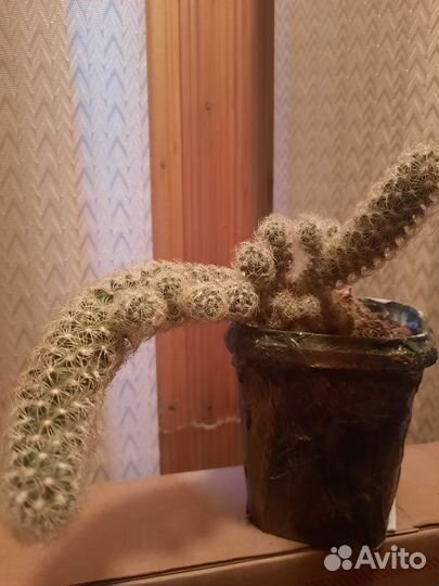 Кактусы