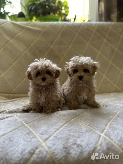 Мальтипу мини ф1