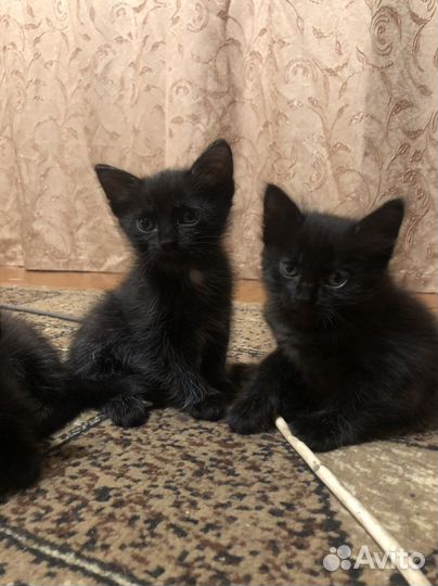 Котята бесплатно