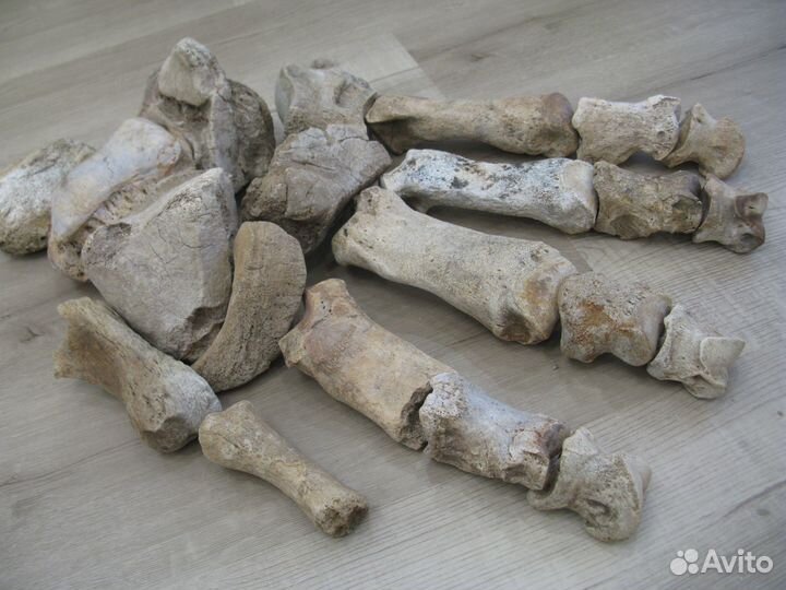 Мамонт, кости стопы №2