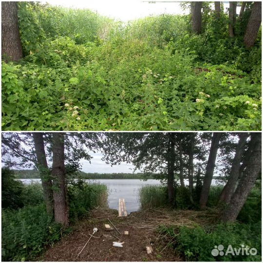 Покос травы, расчистка участка, вырубка кустарника