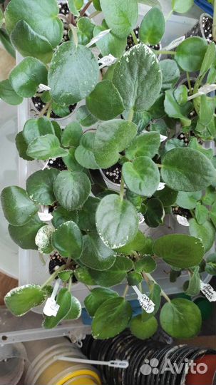 Сортовые фиалки