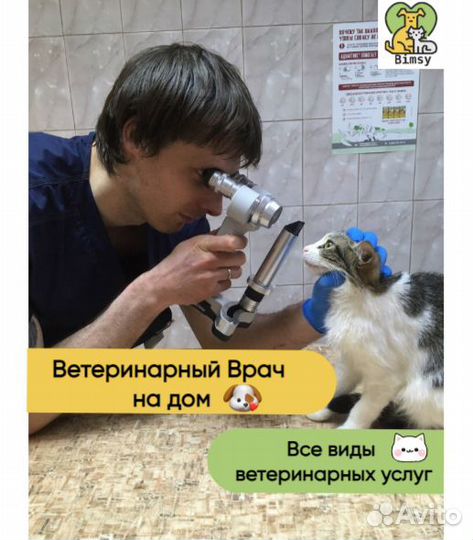 Ветеринарные услуги. Ветеринарный врач на дом