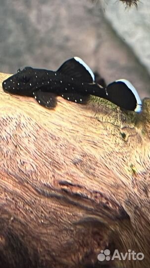 Номерные сомы L-181 звёздчатый анциструс