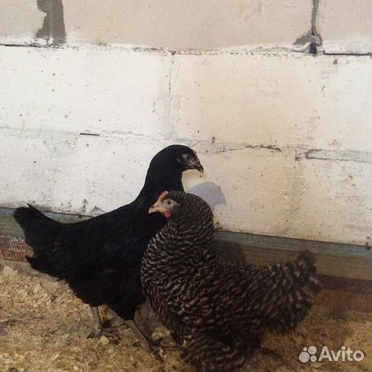 Куры молодки Доминант