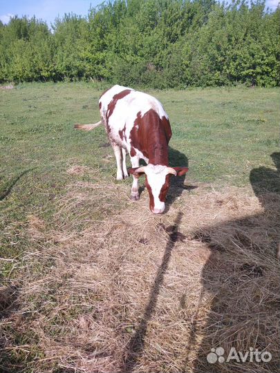 Телка стельная