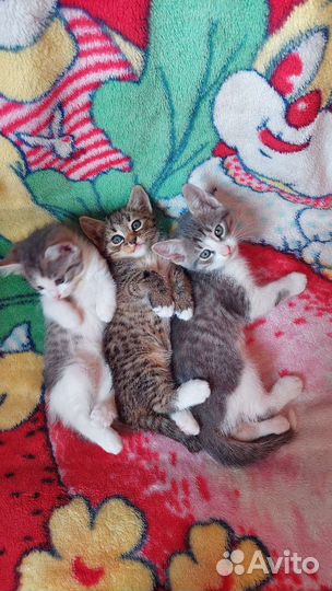 Кошки в добрые руки бесплатно