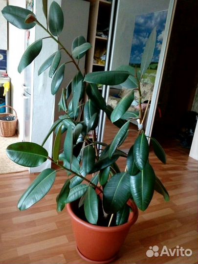 Фикус в офис