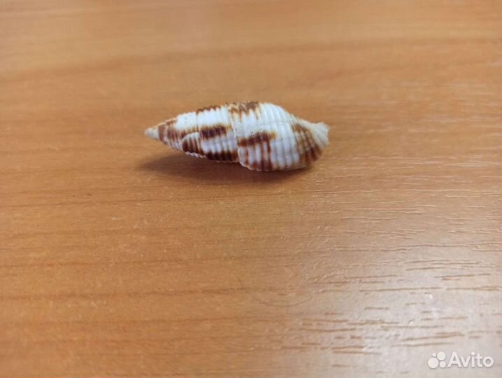 Морская раковина