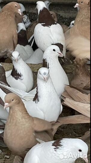 Голуби бойные армянские шейки с лентой