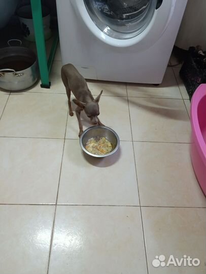 Той терьер мини