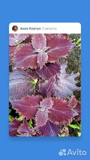 Колеусы сортовые