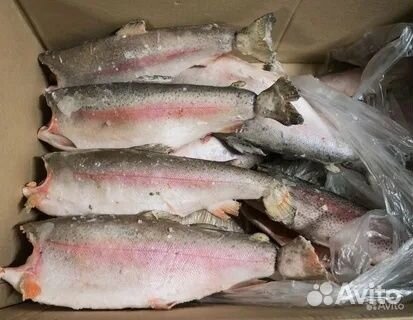 Креветка аргентинская, целая(L2) 21/30(лангустин)