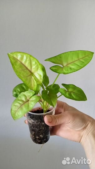 Сингониумы сортовые