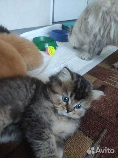 Шотландские котята