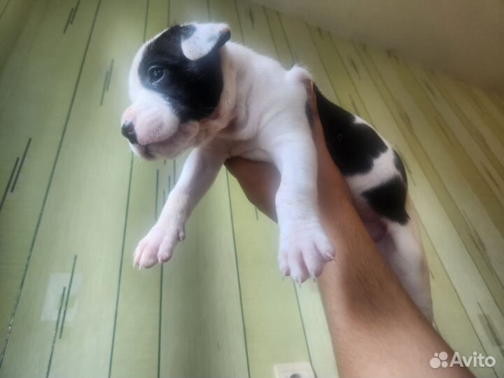 Собака american pitbull sataford