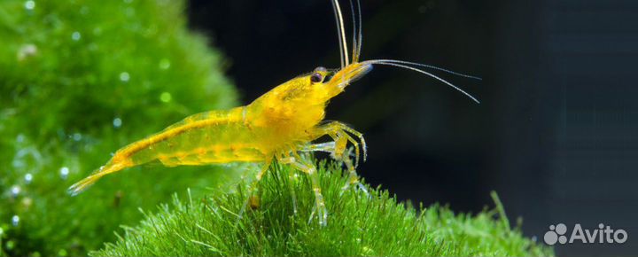 Аквариумные креветки