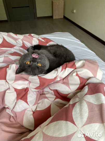 Зооняня, Догситтер, Передержка