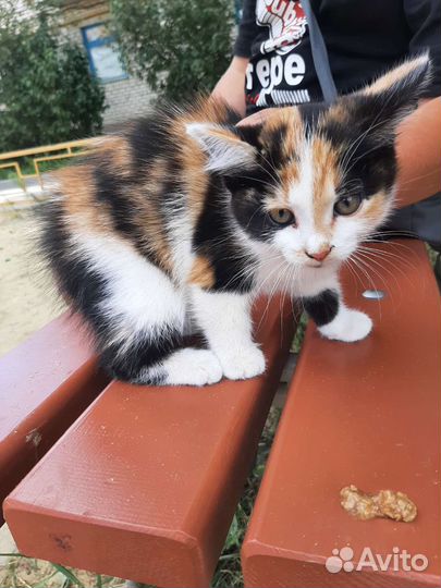 Кошка в дар бесплатно