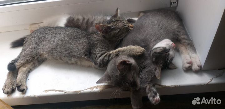Котята