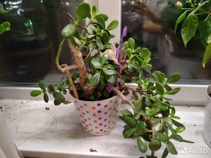 Денежное дерево толстянка крассула