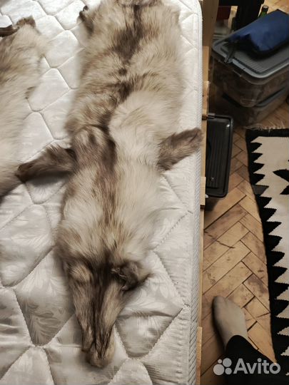 Шкура полярной лисицы