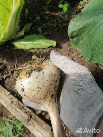 Чеснок рокамболь и свежие огурцы