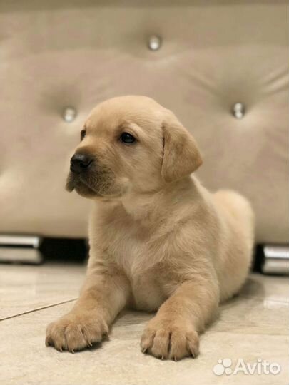 Щенки лабрадора