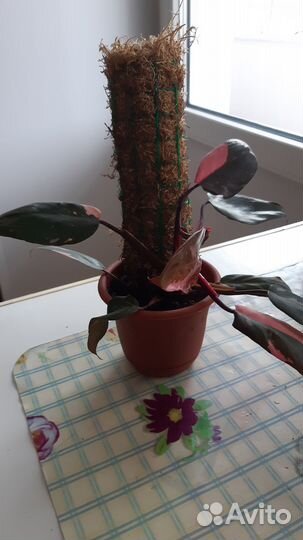 Тотем для растений из мха сфагнума