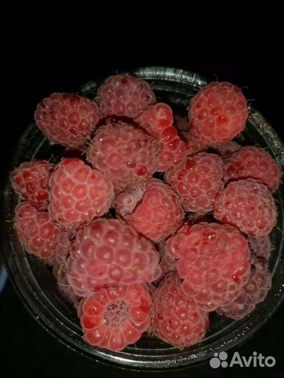 Малина ягода свежая вкусная ароматная кусты