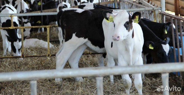 Быки Телки Холмогоры Голштины
