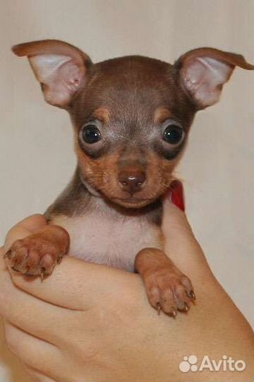 Той-терьеры, чихуахуа, карликовые пинчеры