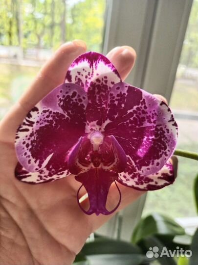 Орхидея фаленопсис Red Lion