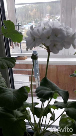 Герани (пеларгонии)