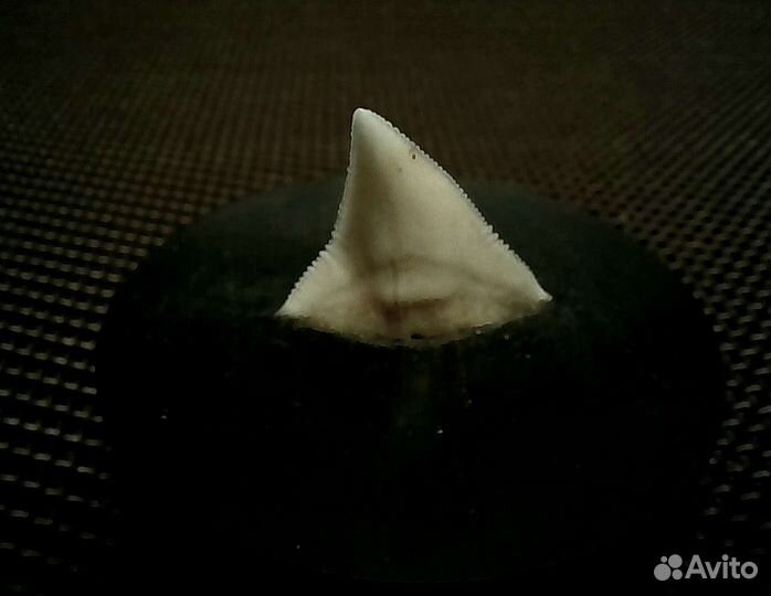 Зуб акулы в чёрном дереве