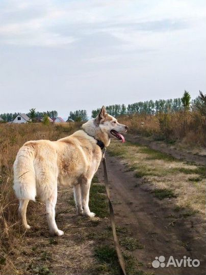 Сибирский Хаски в хорошую семью