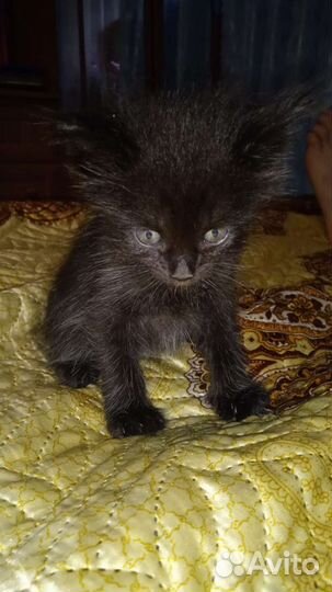 Котята в добрые руки бесплатно