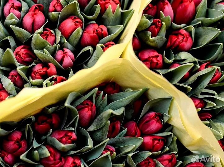 Тюльпаны оптом от 500 шт