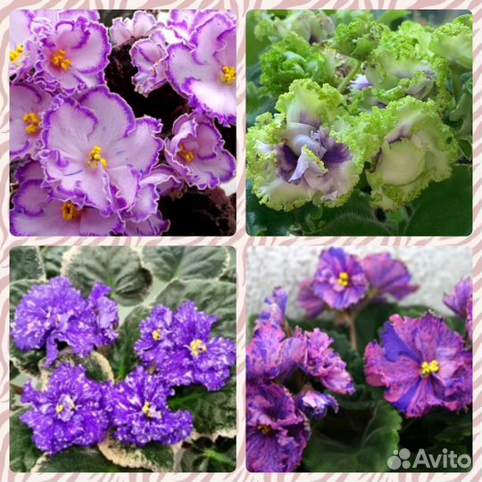 Сортовые фиалки