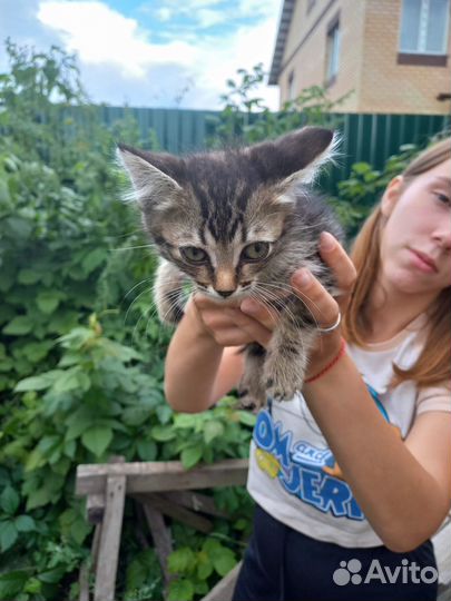 Котята в добрые руки бесплатно