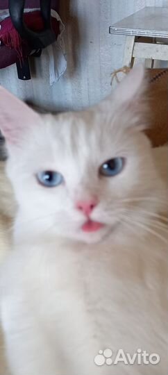Кошка в дар