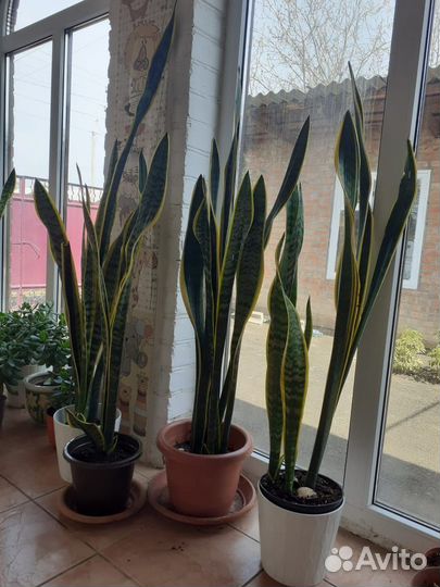 Сансевиерия, толстянка