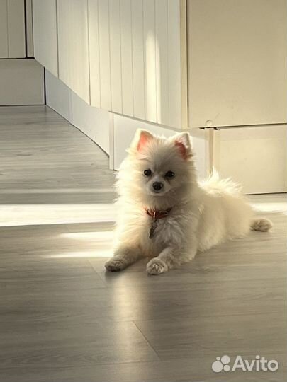 Немецкий шпиц вязка мальчик